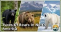 3 Types of Bears in North America: Species, Feeding Habits, Habitats, and Unique Traits