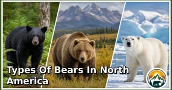 3 Types of Bears in North America: Species, Feeding Habits, Habitats, and Unique Traits