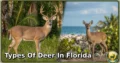 2 Types of Deer in Florida: Complete Guide to Species, Habitat, Diet, and Behavior