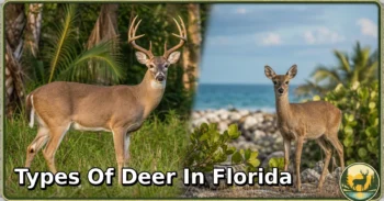 2 Types of Deer in Florida: Complete Guide to Species, Habitat, Diet, and Behavior