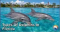 2 Types of Dolphins in Florida: Discover Their Types, Characteristics, and Natural World