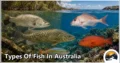 30 Types of Fish in Australia: Species Guide: Appearance, Food, Lifestyle, and Facts