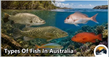30 Types of Fish in Australia: Species Guide: Appearance, Food, Lifestyle, and Facts