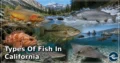 25 Types of Fish in California: Complete Guide to Species, Habitat, Diet, and Behavior