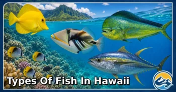 25 Types of Fish in Hawaii: Species Guide: Appearance, Food, Lifestyle, and Facts