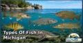 30 Types of Fish in Michigan: Species Guide: Appearance, Food, Lifestyle, and Facts