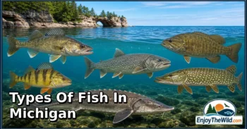 30 Types of Fish in Michigan: Species Guide: Appearance, Food, Lifestyle, and Facts