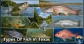 20 Types of Fish in Texas: Complete Guide to Species, Habitat, Diet, and Behavior