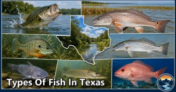 20 Types of Fish in Texas: Complete Guide to Species, Habitat, Diet, and Behavior