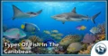 30 Types of Fish in the Caribbean: Species Guide: Appearance, Food, Lifestyle, and Facts