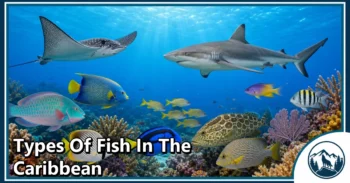 30 Types of Fish in the Caribbean: Species Guide: Appearance, Food, Lifestyle, and Facts