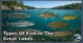 30 Types of Fish in the Great Lakes: Discover Their Types, Characteristics, and Natural World