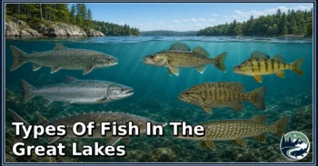 30 Types of Fish in the Great Lakes: Discover Their Types, Characteristics, and Natural World