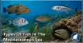 30 Types of Fish in the Mediterranean Sea: Species, Feeding Habits, Habitats, and Unique Traits