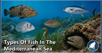 30 Types of Fish in the Mediterranean Sea: Species, Feeding Habits, Habitats, and Unique Traits
