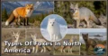 6 Types of Foxes in North America: Species, Feeding Habits, Habitats, and Unique Traits