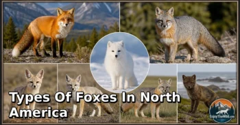 6 Types of Foxes in North America: Species, Feeding Habits, Habitats, and Unique Traits