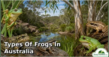 20 Types of Frogs in Australia: Complete Guide to Species, Habitat, Diet, and Behavior