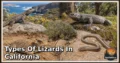 36 Types of Lizards in California: Species Guide: Appearance, Food, Lifestyle, and Facts
