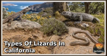 36 Types of Lizards in California: Species Guide: Appearance, Food, Lifestyle, and Facts