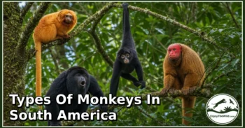 20 Types of Monkeys in South America: Species Guide: Appearance, Food, Lifestyle, and Facts