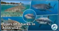 25 Types of Sharks in Australia: Species Guide: Appearance, Food, Lifestyle, and Facts