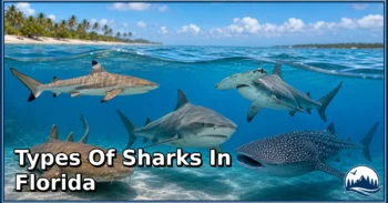 15 Types of Sharks in Florida: Amazing Species, Natural Habitats, and Interesting Facts