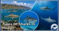 12 Types of Sharks in Hawaii: Species, Feeding Habits, Habitats, and Unique Traits