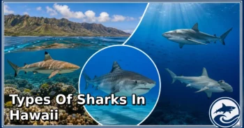 12 Types of Sharks in Hawaii: Species, Feeding Habits, Habitats, and Unique Traits