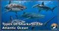 40 Types of Sharks in the Atlantic Ocean: Complete Guide to Species, Habitat, Diet, and Behavior