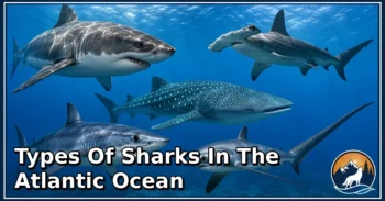40 Types of Sharks in the Atlantic Ocean: Complete Guide to Species, Habitat, Diet, and Behavior
