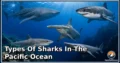 20 Types of Sharks in the Pacific Ocean: Amazing Species, Natural Habitats, and Interesting Facts
