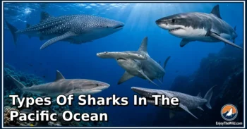 20 Types of Sharks in the Pacific Ocean: Amazing Species, Natural Habitats, and Interesting Facts