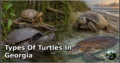 14 Types of Turtles in Georgia: Species Guide: Appearance, Food, Lifestyle, and Facts