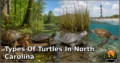 20 Types of Turtles in North Carolina: Species, Feeding Habits, Habitats, and Unique Traits