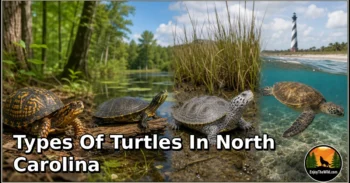 20 Types of Turtles in North Carolina: Species, Feeding Habits, Habitats, and Unique Traits