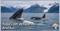 8 Types of Whales in Alaska: Species, Feeding Habits, Habitats, and Unique Traits