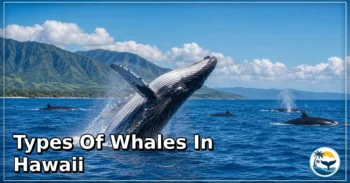 8 Types of Whales in Hawaii: Amazing Species, Natural Habitats, and Interesting Facts