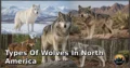 5 Types of Wolves in North America: Amazing Species, Natural Habitats, and Interesting Facts