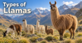 Types of Llamas