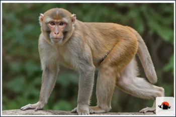 Rhesus Macaque - type of Monkeys in Asia
