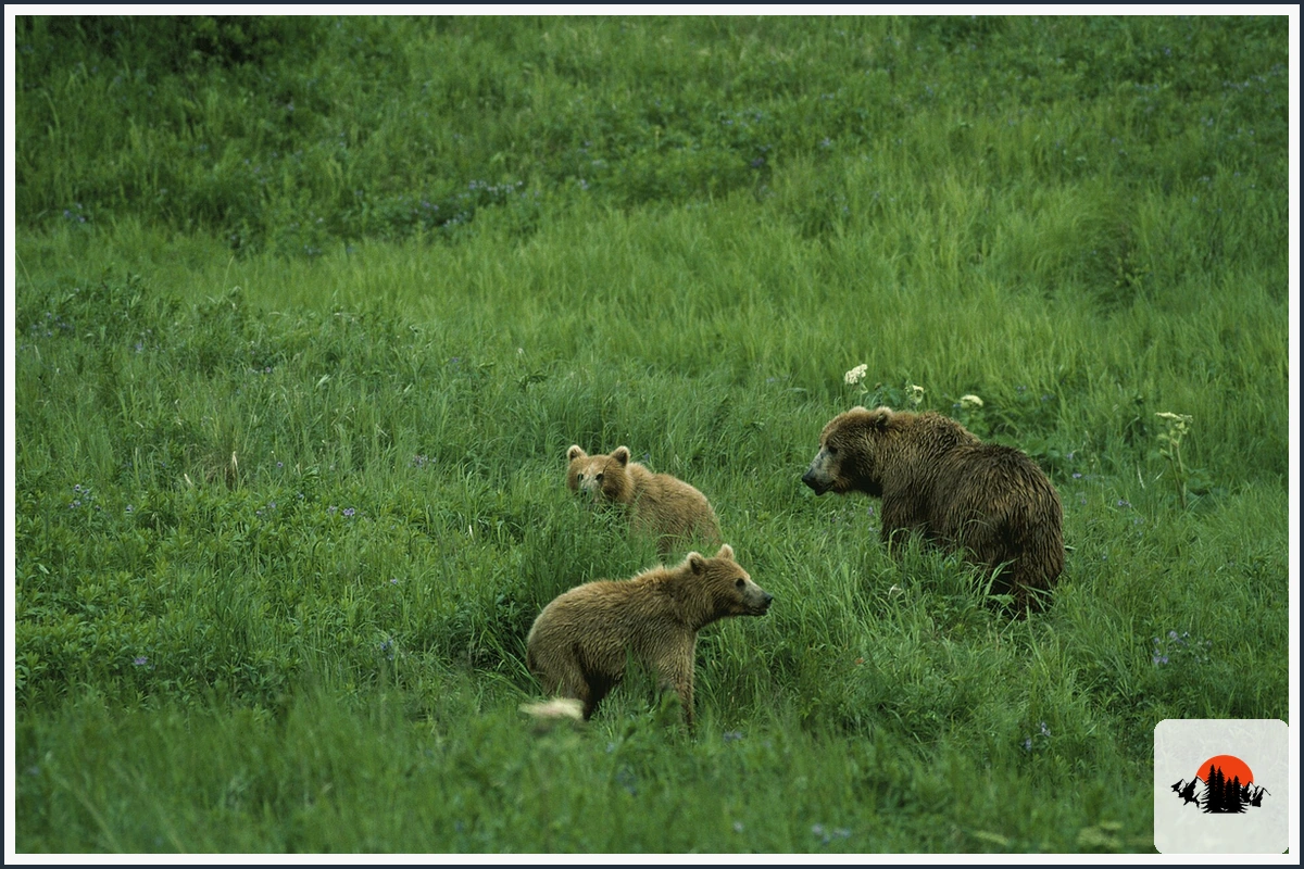 Brown Bear - type of Animals in Europe