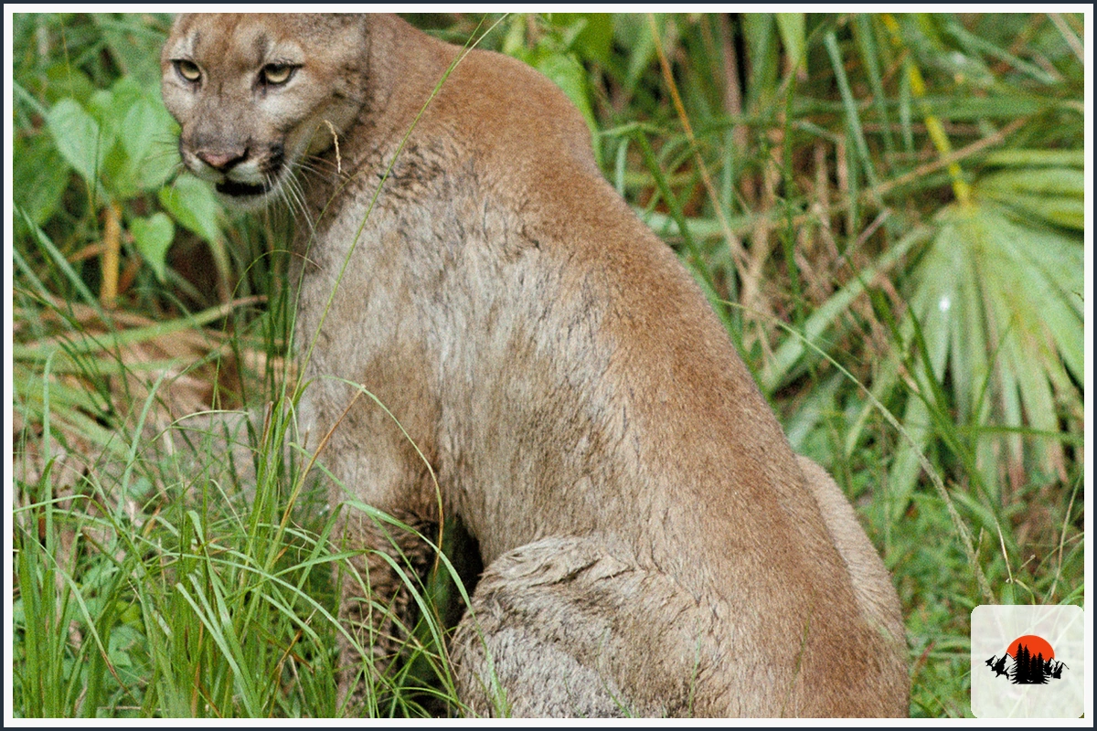 Mountain Lion - type of Animals in California