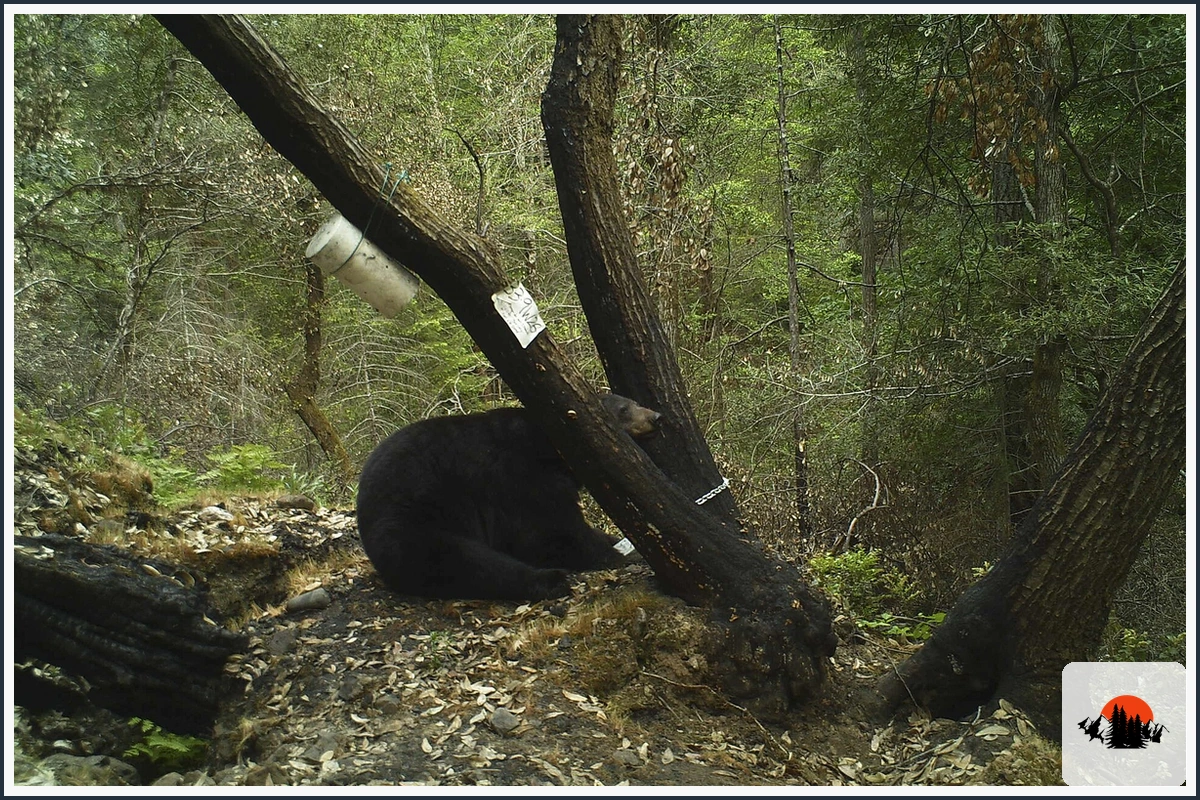 Black Bear - type of Animals in Alaska