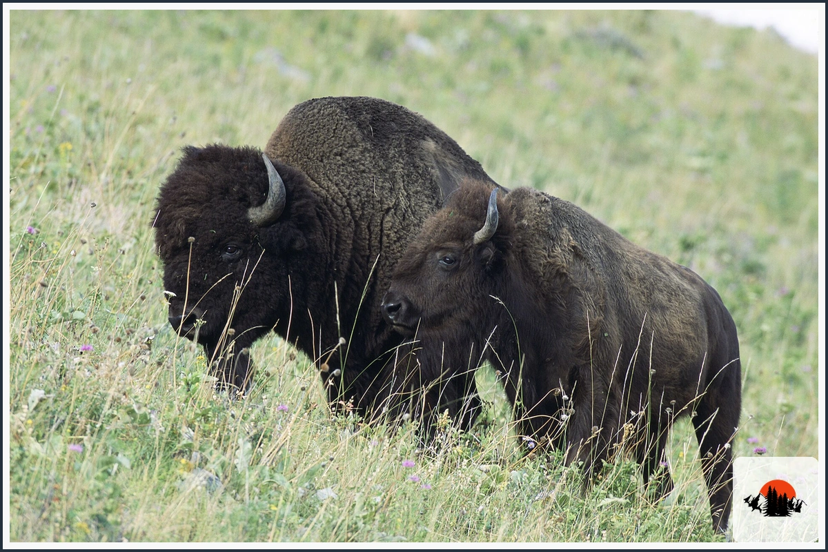 American Bison - type of Animals in Texas