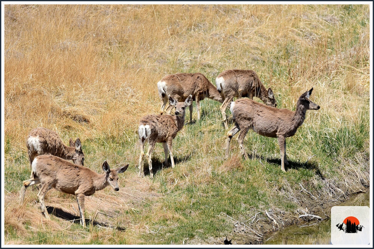 Mule Deer - type of Animals in California