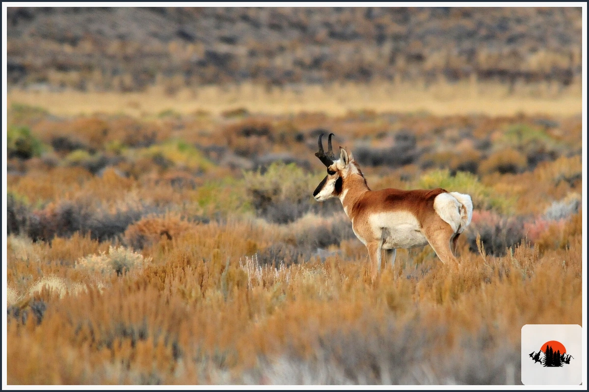 Pronghorn - type of Animals in Texas