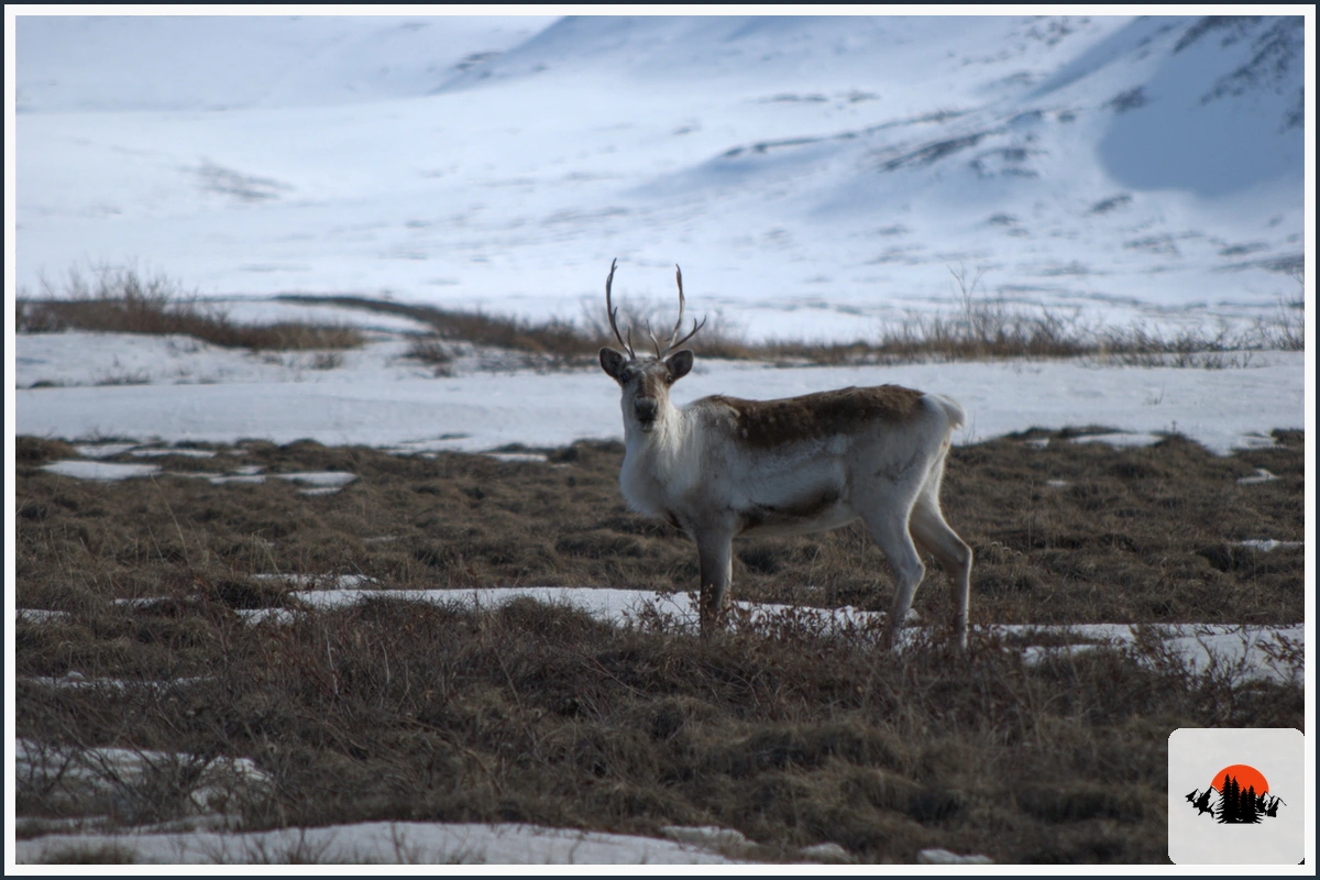 Reindeer - type of Animals in Europe