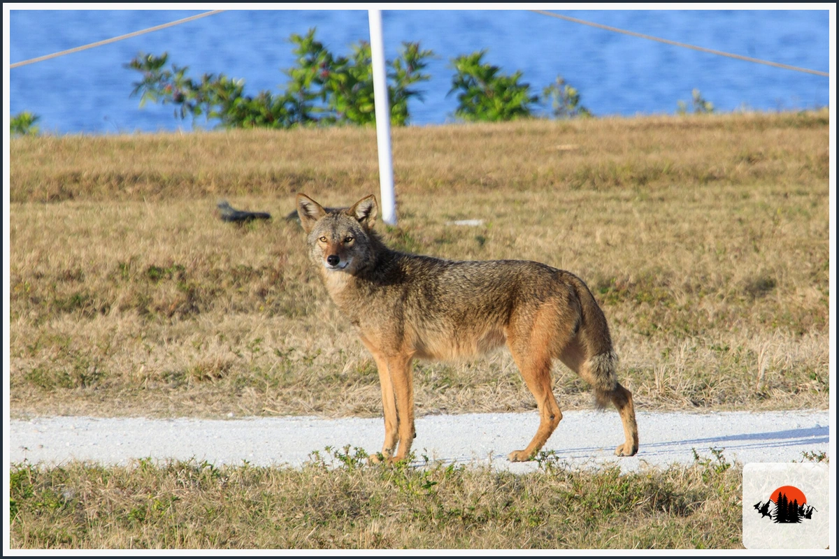 Coyote - type of Animals in Texas