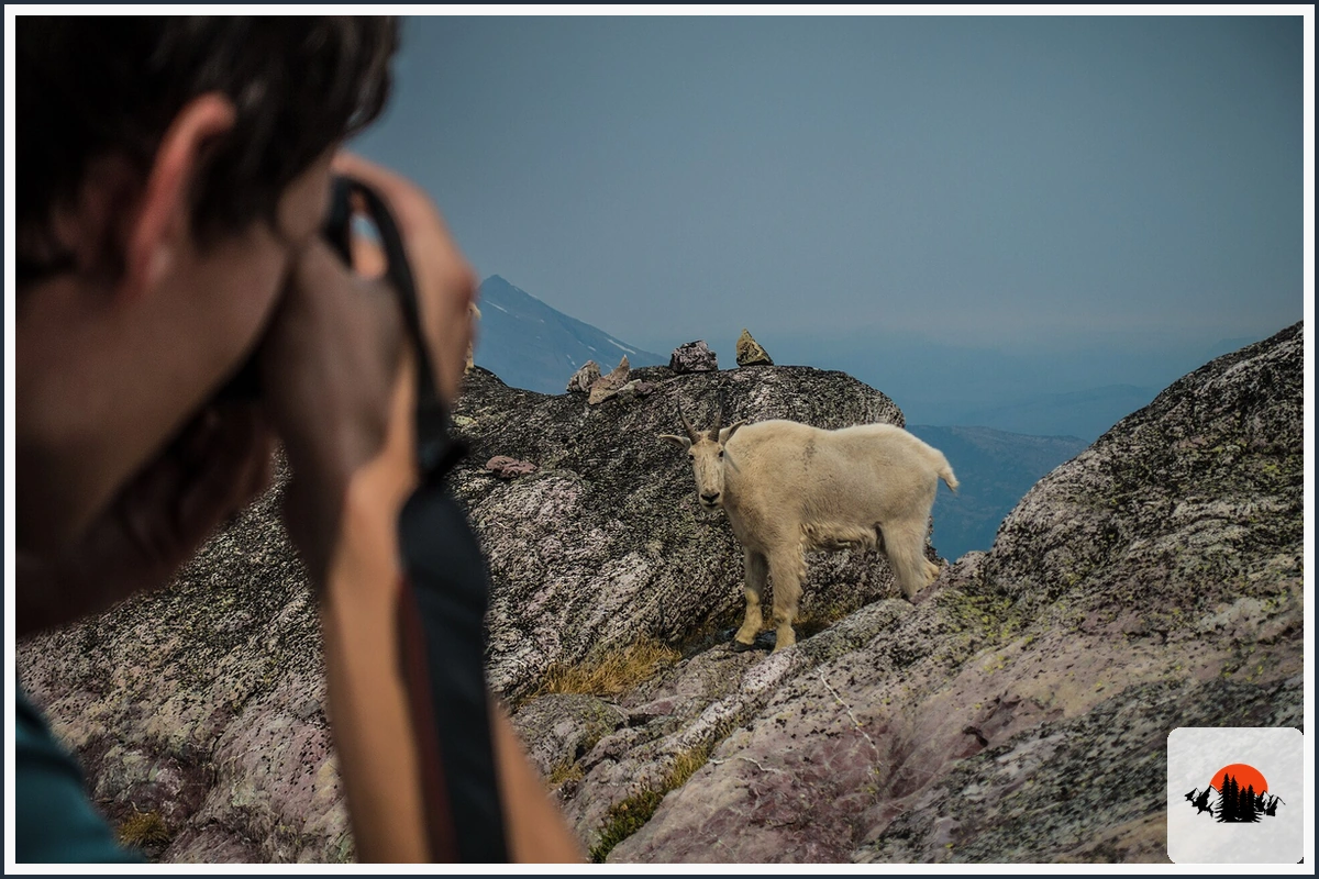 Mountain Goat - type of Animals in Alaska